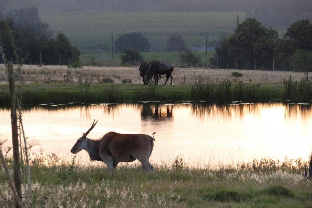 Villa Kwetu Guest Farm Swellendam Esterno foto
